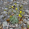 Plants: image 38 0f 70 thumb